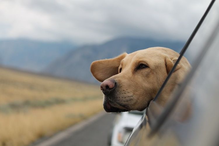 Hund im Auto in den Bergen